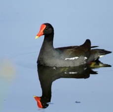MOORHEN,  COMMON.  breeding     2014.JPG
