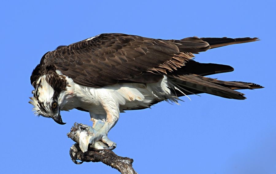 OSPREY         eating Fish               Merritt Island.jpg