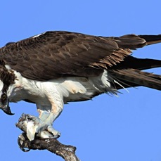OSPREY         eating Fish               Merritt Island.jpg