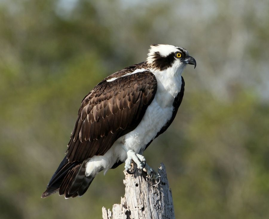 OSPREY     perched  2013 Viera Wetlands.JPG