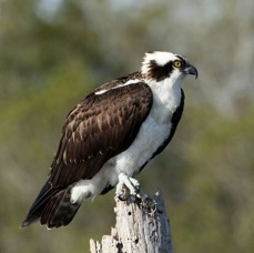 OSPREY     perched  2013 Viera Wetlands.JPG