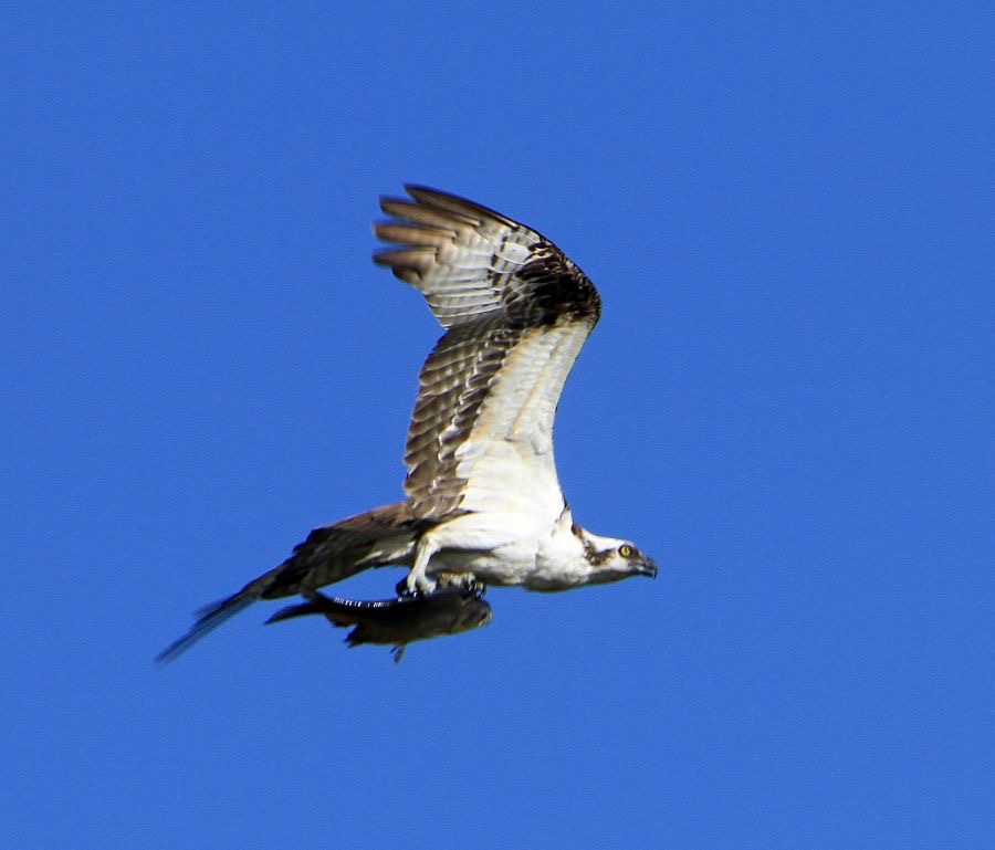 OSPREY    flying with Fish   2013.JPG