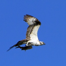 OSPREY    flying with Fish   2013.JPG
