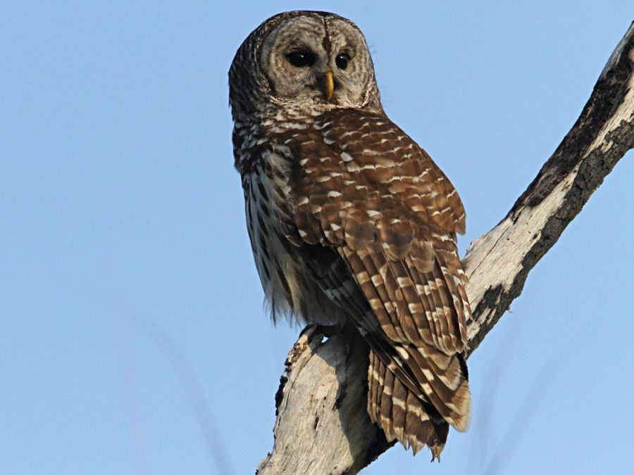 OWL.  BARRED    2013  Lake Kissimee area.jpg