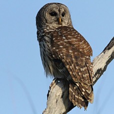 OWL.  BARRED    2013  Lake Kissimee area.jpg