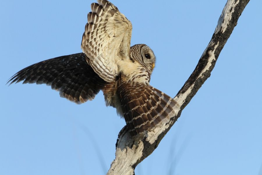OWL.  BARRED  2013  Lake Kissimee area.JPG