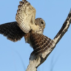 OWL.  BARRED  2013  Lake Kissimee area.JPG