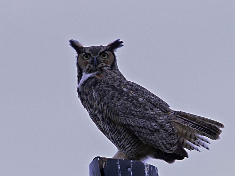 OWL...    GREAT HORNED   2013 Lake Kissimee area.jpg