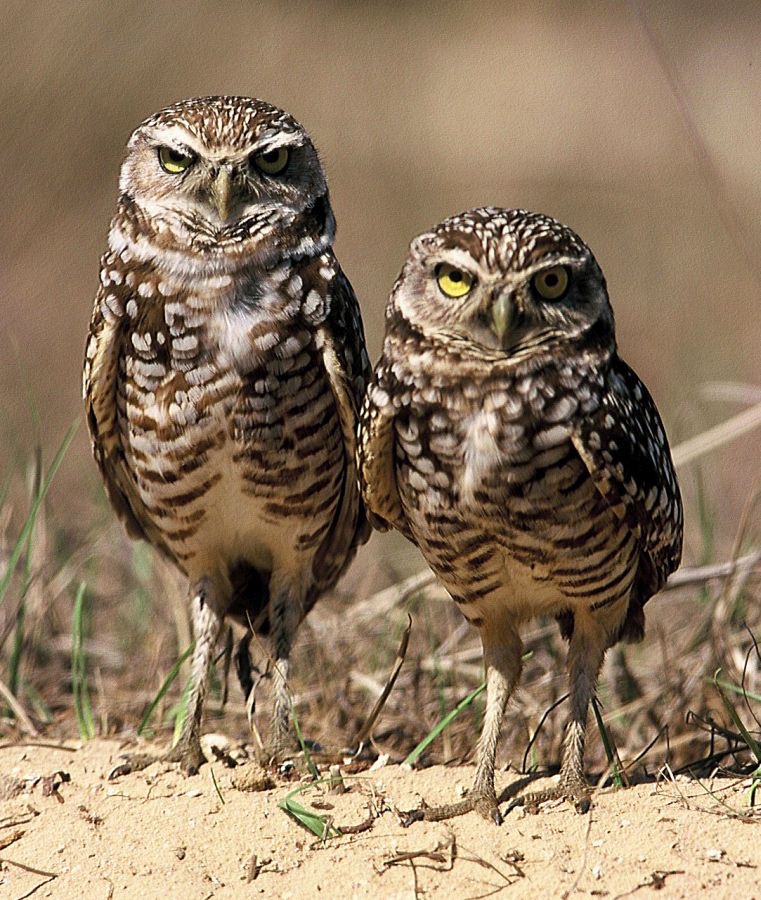 OWLS.  BURROWING   2001.  Cape Coral..jpg