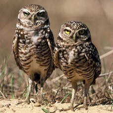 OWLS.  BURROWING   2001.  Cape Coral..jpg