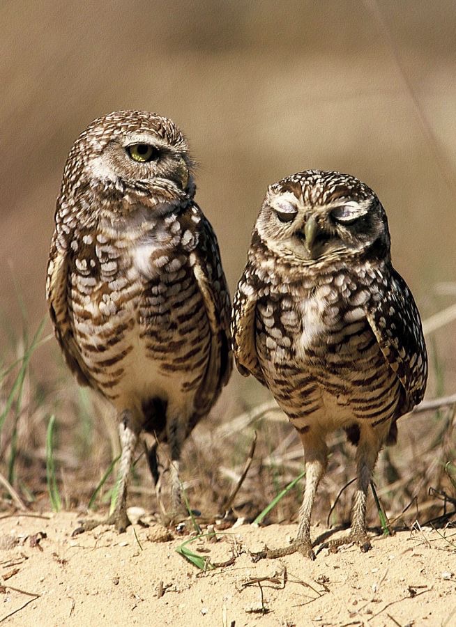 OWLS.  BURROWING  2001. One Asleep Cape Coral.jpg