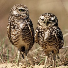 OWLS.  BURROWING  2001. One Asleep Cape Coral.jpg