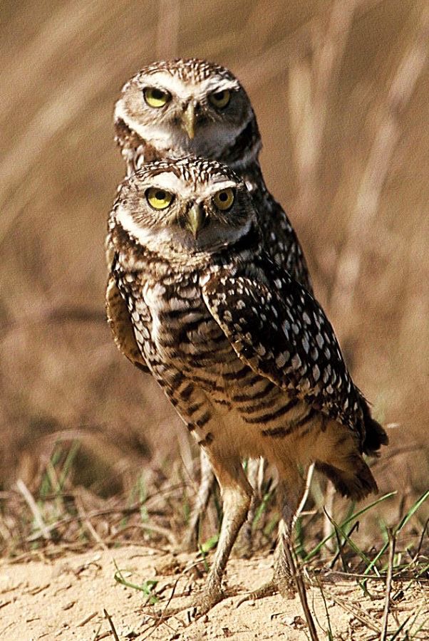 OWLS. BURROWING  2001.    Two Heads !.   Cape Coral..jpg