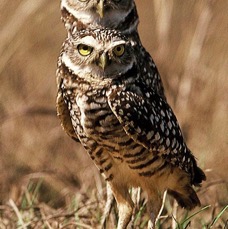OWLS. BURROWING  2001.    Two Heads !.   Cape Coral..jpg