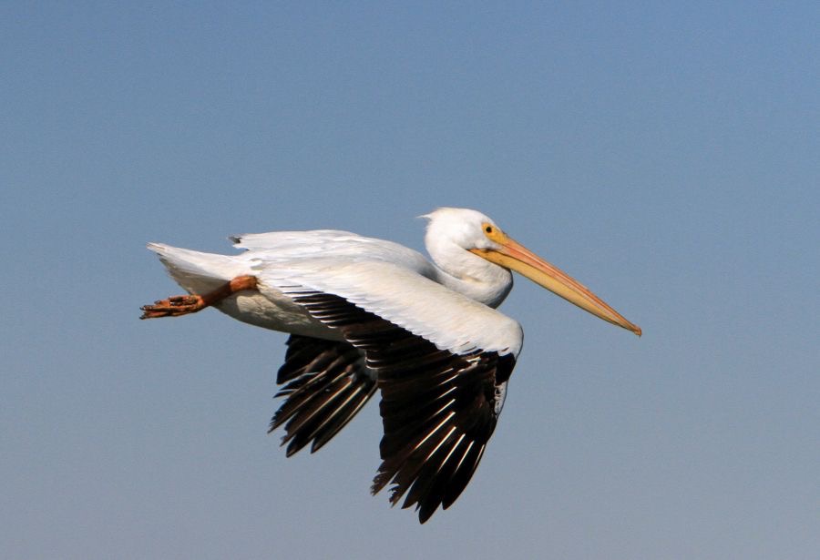 PELICAN AMERICAN WHITE.   flying    2014.JPG