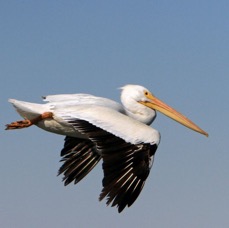 PELICAN AMERICAN WHITE.   flying    2014.JPG