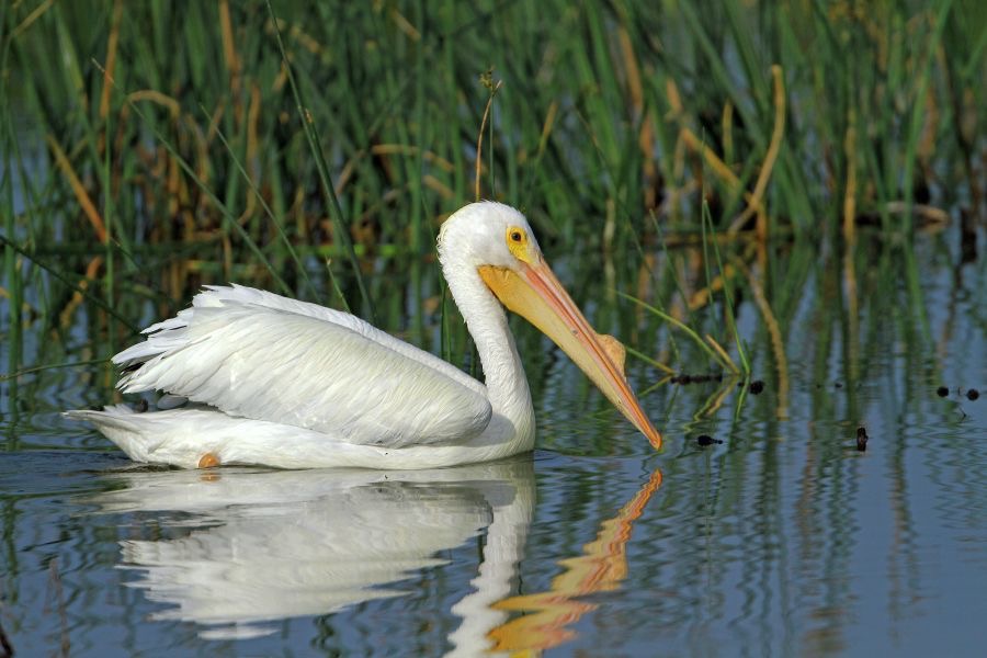 PELICAN. AMERICAN WHITE breeding  2014 Viera Wetlands..jpg
