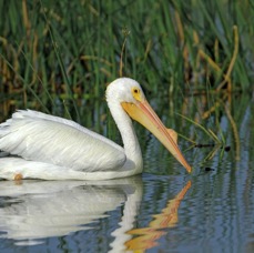 PELICAN. AMERICAN WHITE breeding  2014 Viera Wetlands..jpg