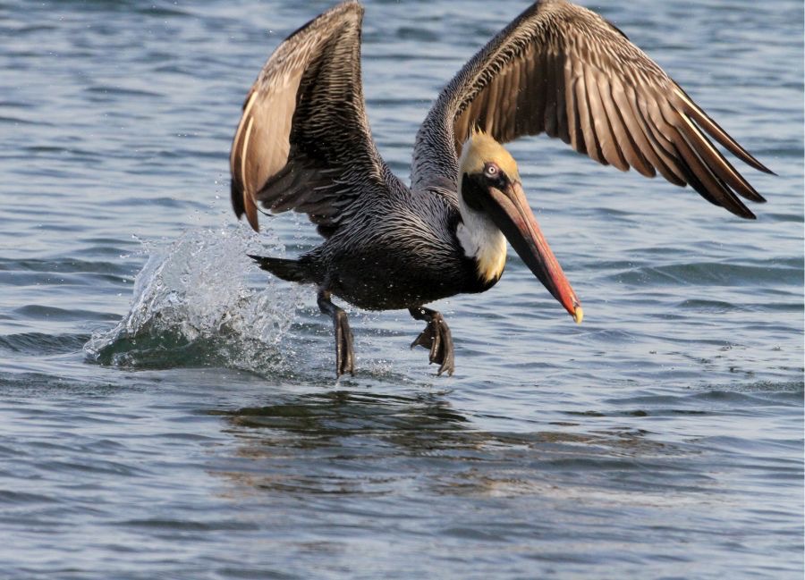 PELICAN..    BROWN.  takeoff   2013.JPG
