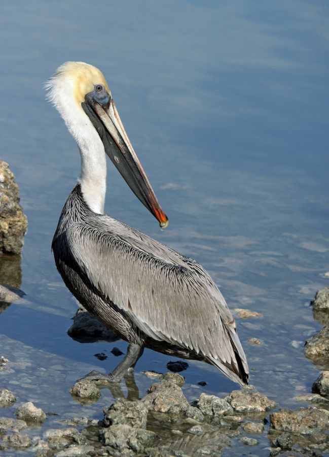 PELICAN...  BROWN breeding  (1)        2009.JPG