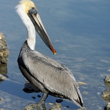 PELICAN...  BROWN breeding  (1)        2009.JPG