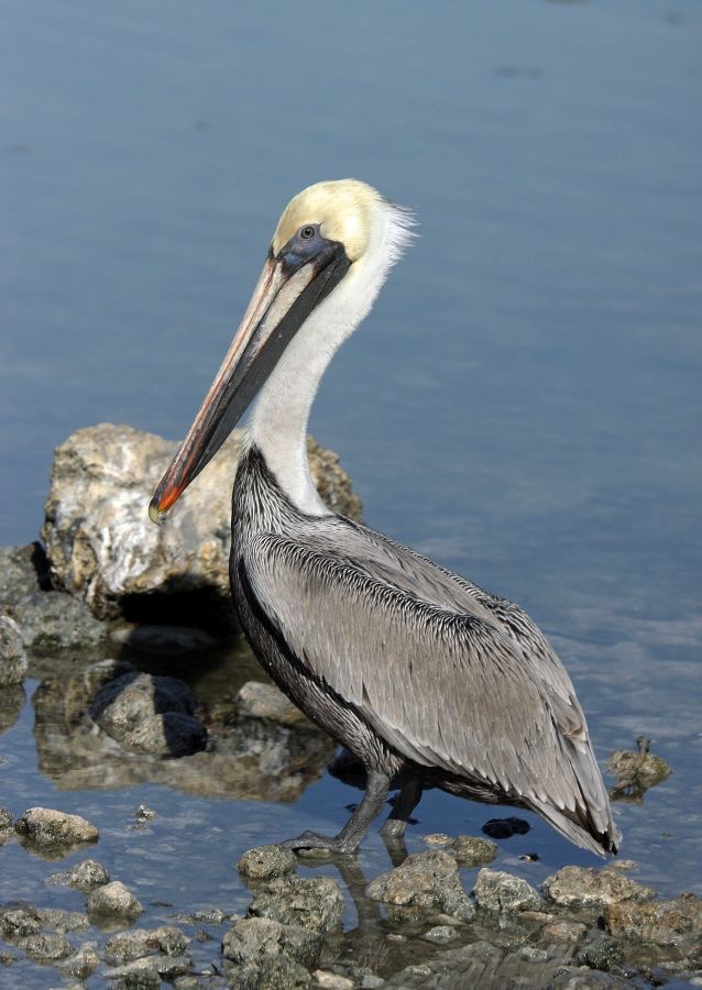 PELICAN.... BROWN breeding  (2)    2009.JPG