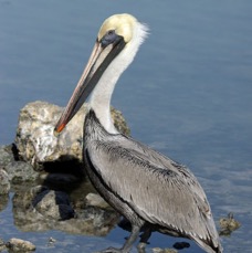 PELICAN.... BROWN breeding  (2)    2009.JPG