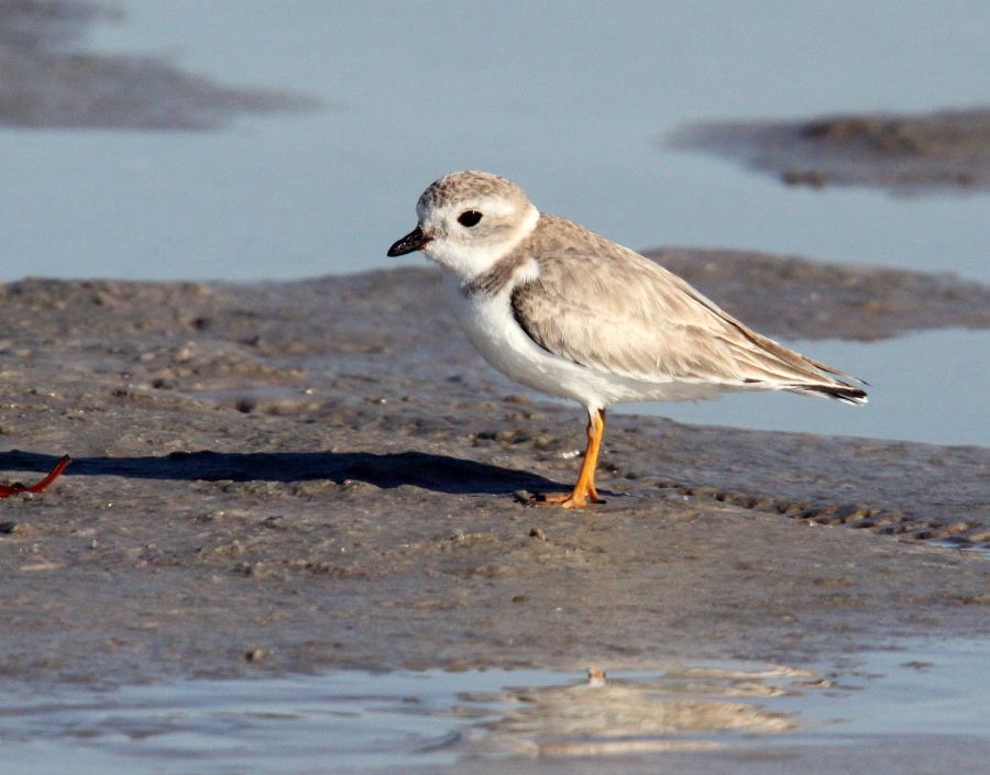 PLOVER       PIPING   2009  Bunche Beach.JPG