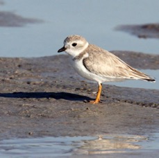 PLOVER       PIPING   2009  Bunche Beach.JPG