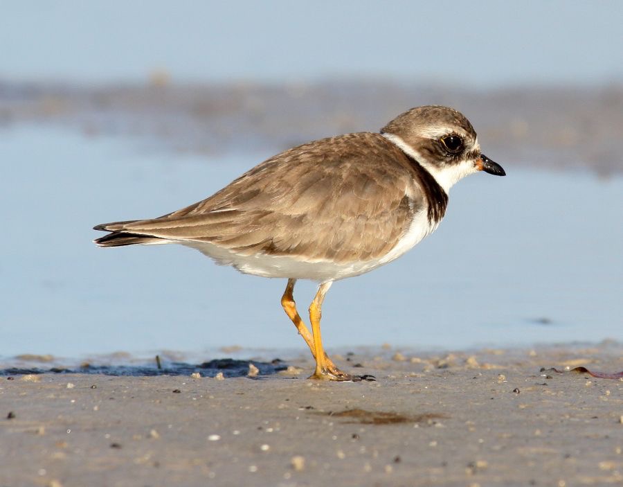 PLOVER. WILSONS  2009     Bunche Beach.JPG