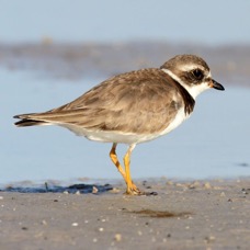 PLOVER. WILSONS  2009     Bunche Beach.JPG