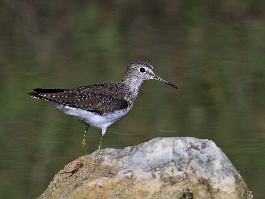 SANDPIPER. SOLITARY  2013.jpg