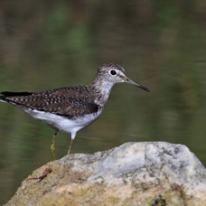 SANDPIPER. SOLITARY  2013.jpg