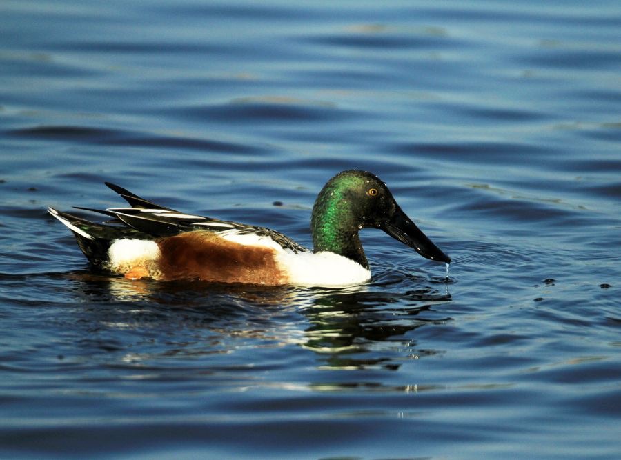 SHOVELER    NORTHERN 2014   breeding male Viera Wetlands.JPG