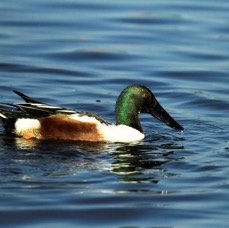 SHOVELER    NORTHERN 2014   breeding male Viera Wetlands.JPG