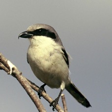 SHRIKE,,  LOGGERHEAD. . 2001   Loxahatchee.jpg