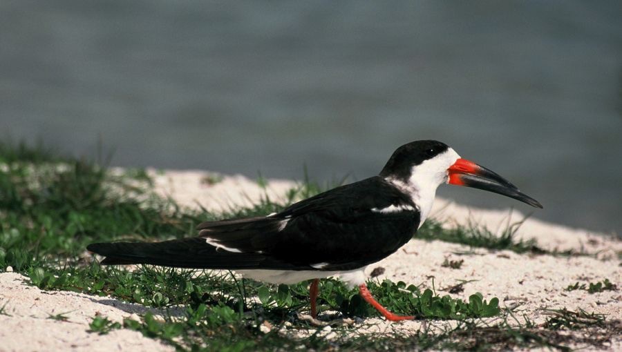 SKIMMER    BLACK 2001..Fort Myers.Beach..jpg
