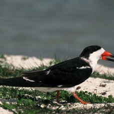 SKIMMER    BLACK 2001..Fort Myers.Beach..jpg
