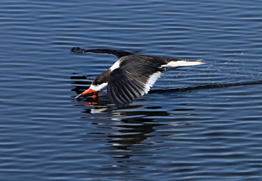 SKIMMER.    BLACK skimming 2013 Merritt Island.jpg