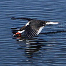 SKIMMER.    BLACK skimming 2013 Merritt Island.jpg