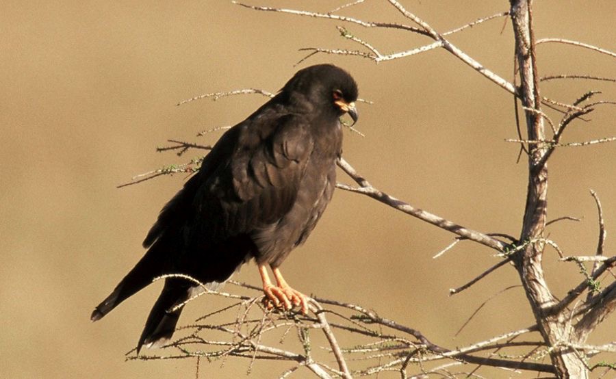 SNAIL- KITE. juvenile.  2001 Everglades.jpg