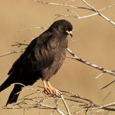 SNAIL- KITE. juvenile.  2001 Everglades.jpg