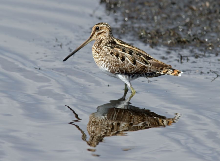 SNIPE..  COMMON 2009 Merritt Island.JPG