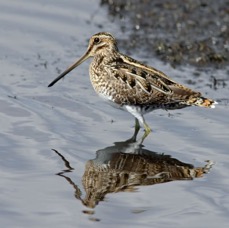 SNIPE..  COMMON 2009 Merritt Island.JPG
