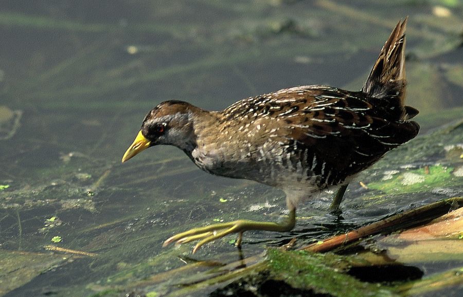 SORA-RAIL. 2001. Wakodahatchee..jpg