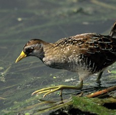 SORA-RAIL. 2001. Wakodahatchee..jpg