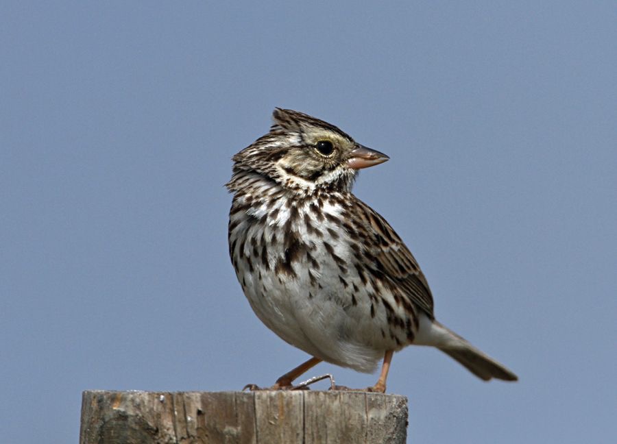 SPARROW.  SAVANNAH   2013.jpg