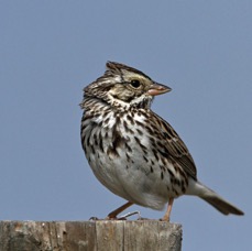 SPARROW.  SAVANNAH   2013.jpg