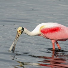 SPOONBILL ROSEATE  2009  (2) Merritt Island.JPG