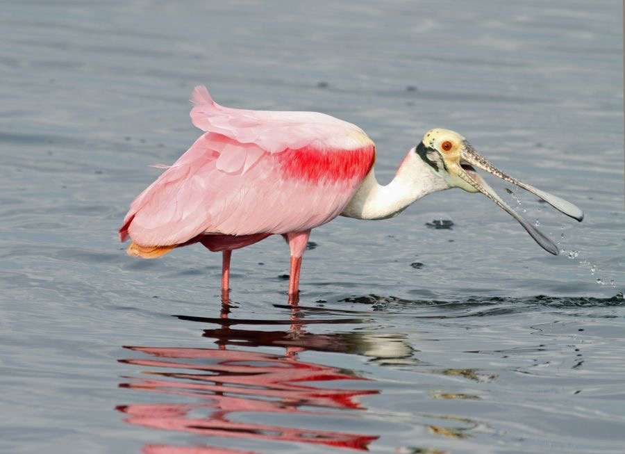SPOONBILL. ROSEATE  2009  (1) Merritt Island.JPG